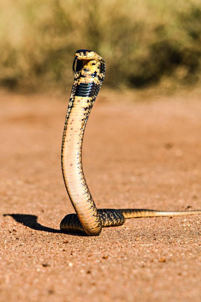 Cobra, Indonésia