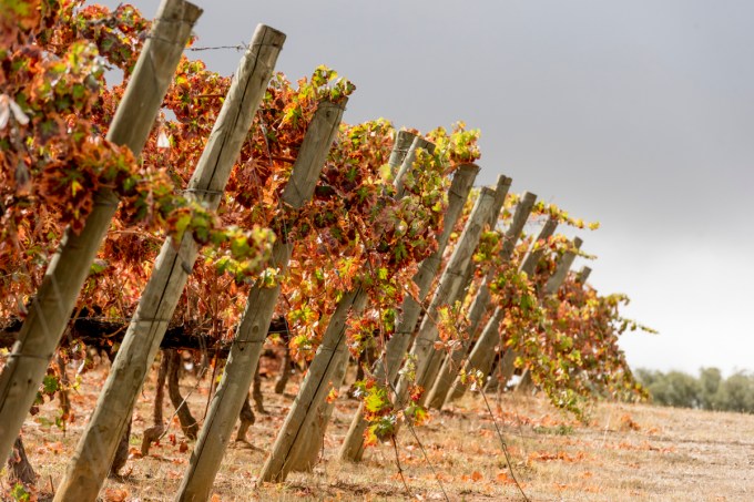 Adega Cartuxa, Alentejo, Portugal1