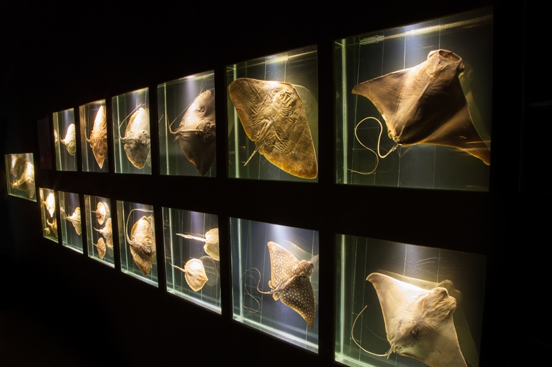 Piçarras – Museu Oceanográfico Univali – divulgação