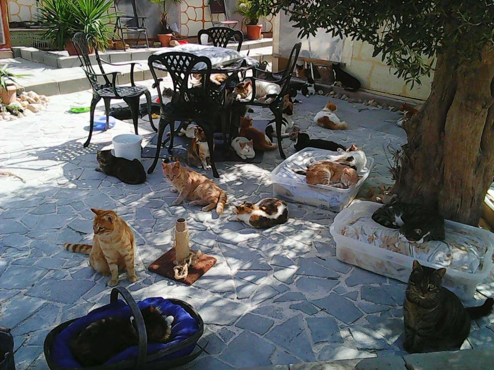 O Tala Monastery Cats é uma associação voluntária que cuida de gatos abandonados O Tala Monastery Cats é uma associação voluntária que cuida de gatos abandonados