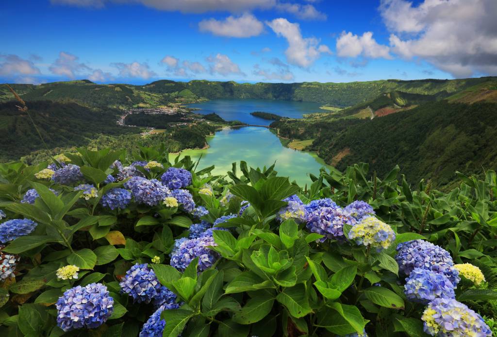 Hortênsias florescendo no Lago dos Açores Hortênsias florescendo no Lago dos Açores
