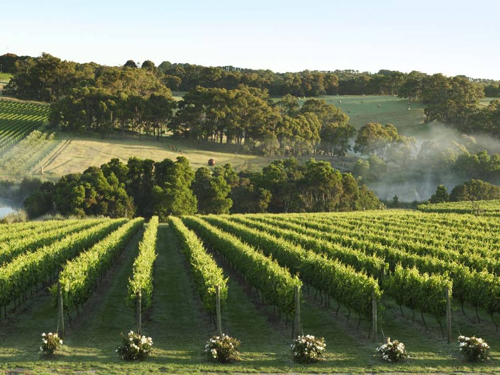 montalto-vineyard-and-olive-grove_mp_r_1325943_1150x863 montalto-vineyard-and-olive-grove_mp_r_1325943_1150x863