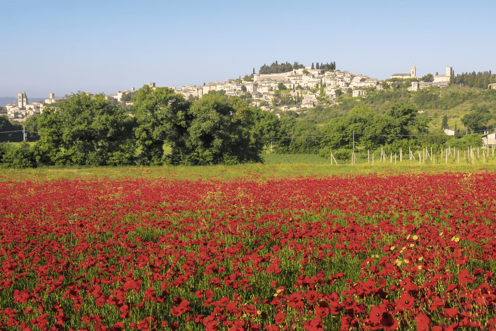 Campo de papoulas na chegada de Spello, Úmbria, Itália