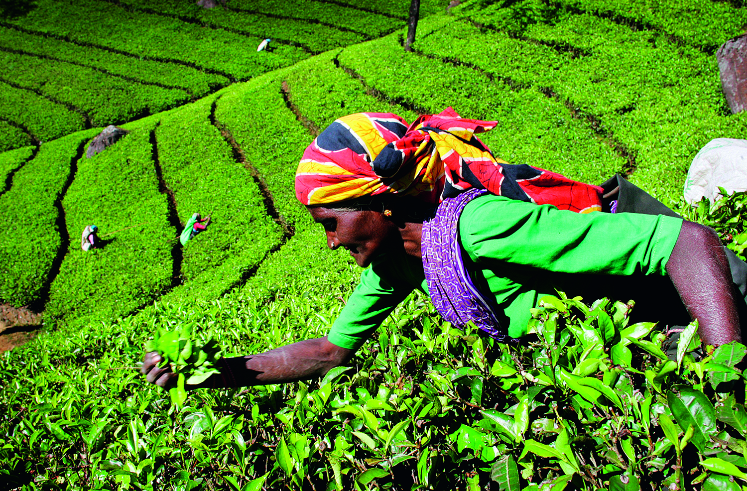 Colheita de chá no hotel Heritance Tea Factory, Sri Lanka