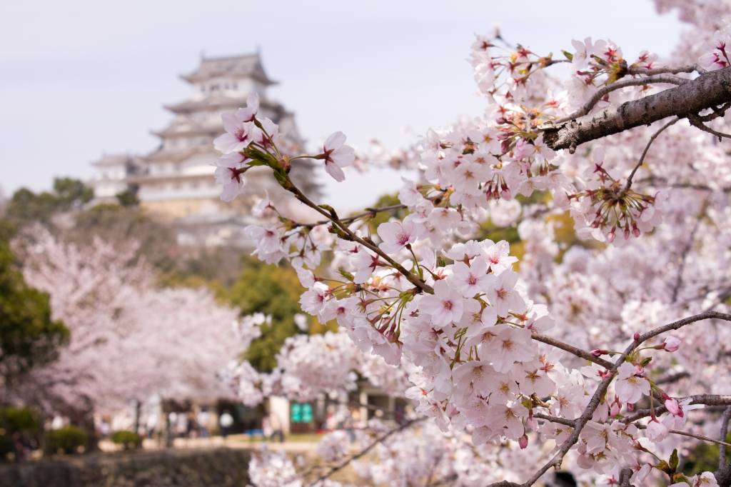 Flores de cerejeira no Japão Flores de cerejeira no Japão