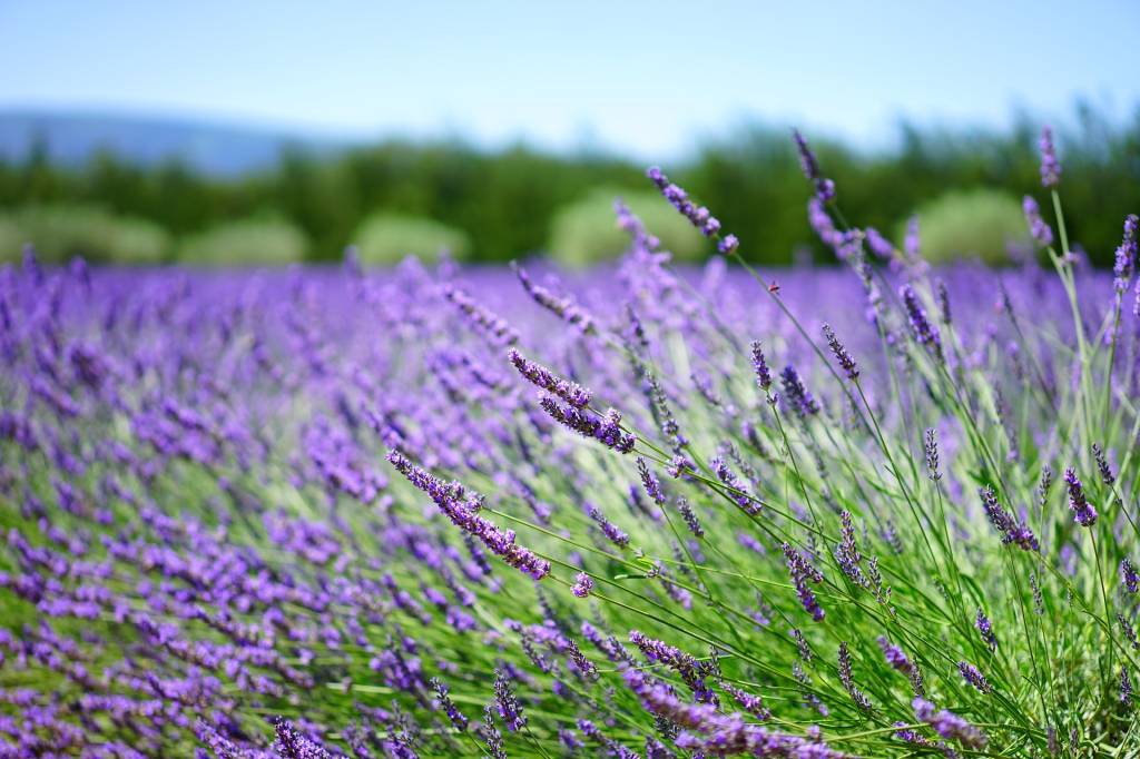 Campos de lavanda Campos de lavanda