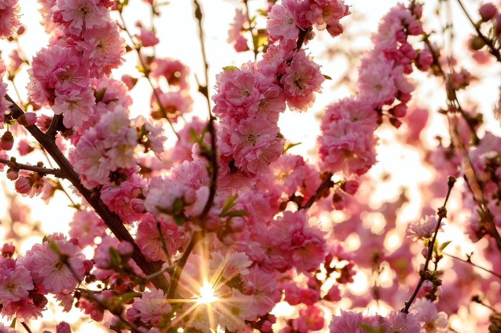 Cerejeiras, Japão Cerejeiras, Japão