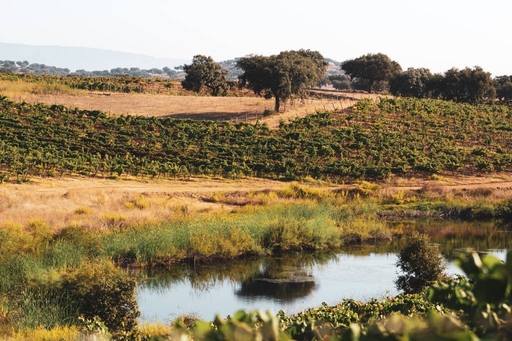 IMG_7437 A imagem é uma foto dos vinhedos da Casa Relvas, no coração do Alentejo. É possível notar as vinhas, a vegetação e um pequeno lago. A foto é predominantemente cheia de tons marrons e verdes.