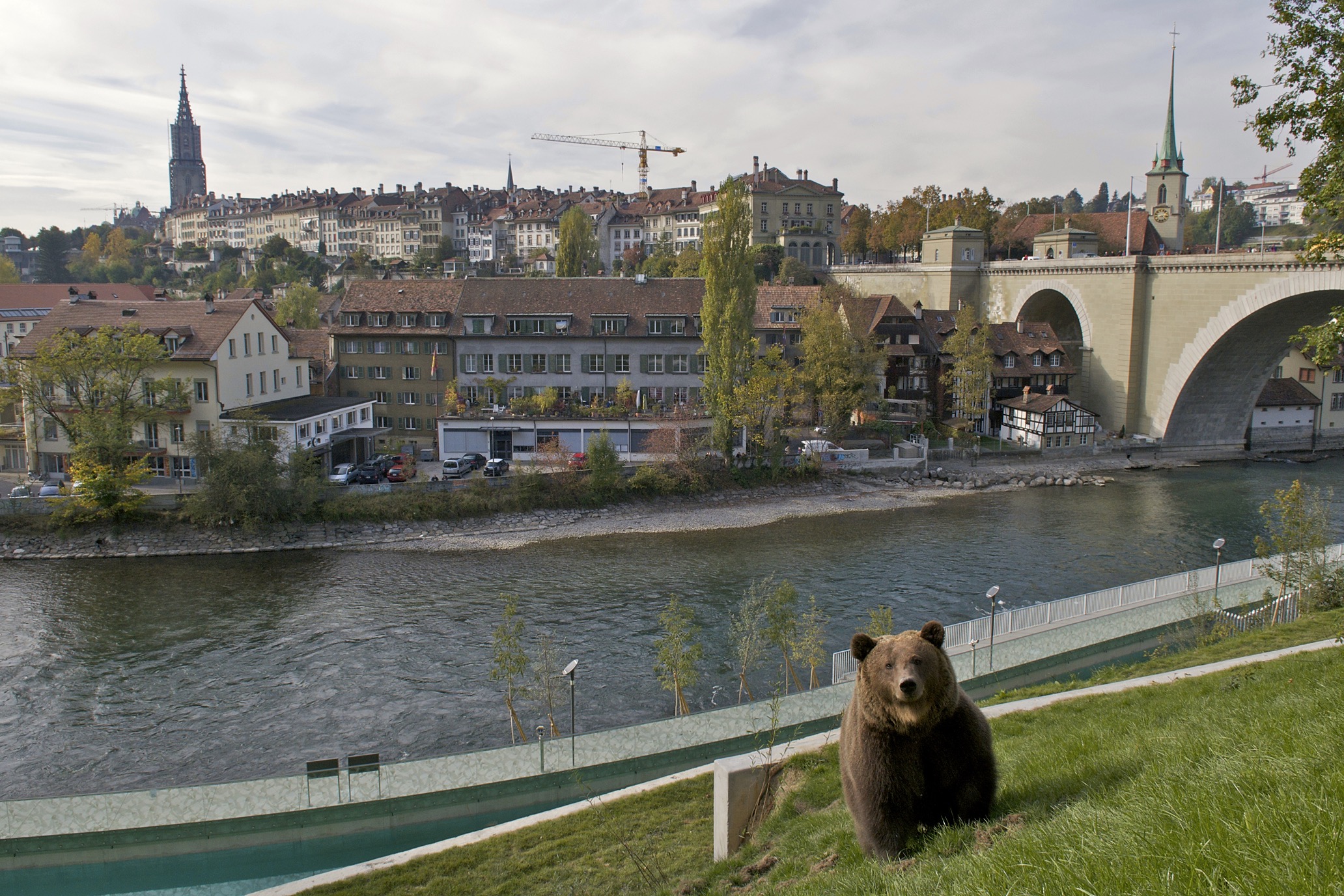 Bern, a cidade dos ursos (de verdade)