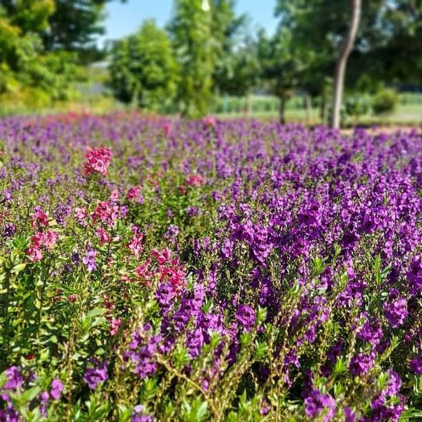 Por serem plantados com rotatividade, os campos de flores estão floridos o ano todo.