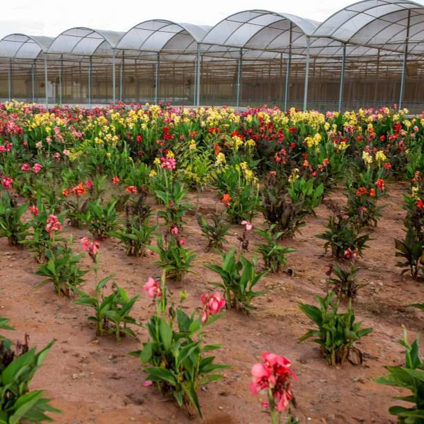 No tour do Macena Flores é possível aprender sobre o cultivo de algumas espécies.