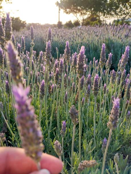 As lavandas colorem os campos de roxo e deixam o ar aromático, mas cuidado, elas atraem muitas abelhas.