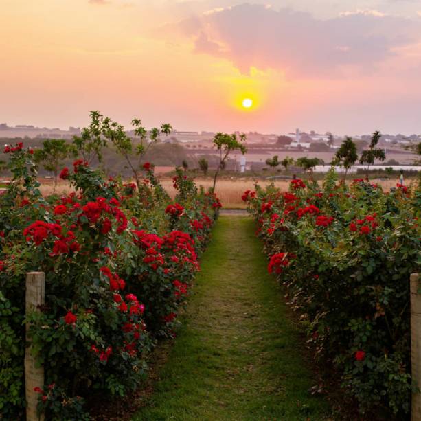 A localização do Bloemen Park valoriza o pôr do sol em meio aos campos de flores.