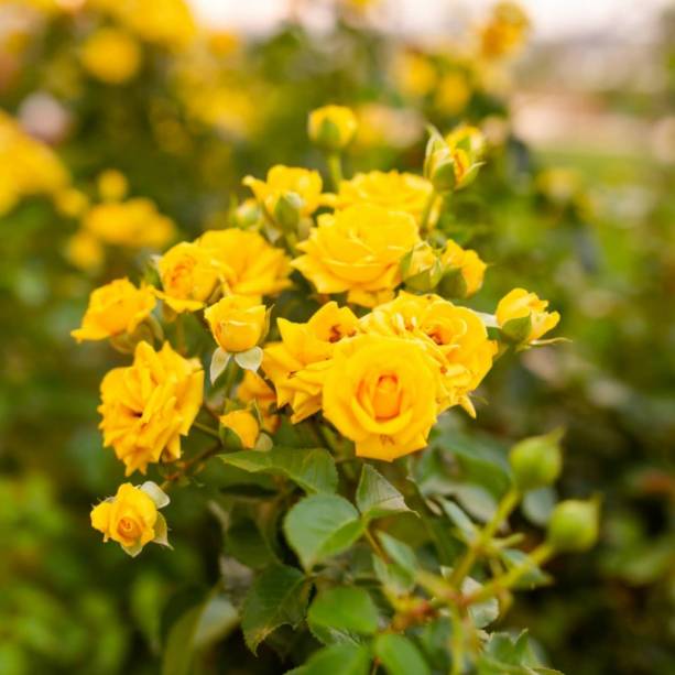 Pequenas, grandes, solitárias ou em pencas...cada espécie de rosa tem sua beleza.