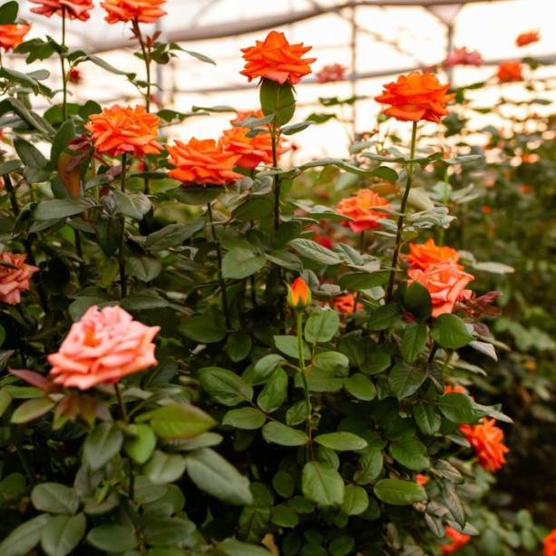 São diversos corredores de roseiras com 29 espécies. São diversos corredores de roseiras com 29 espécies.