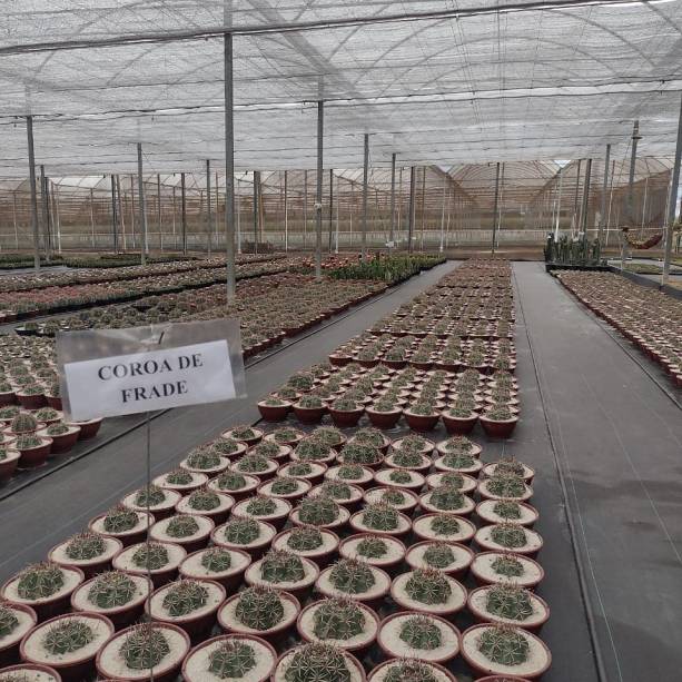 As visitas pelas estufas de cactos e suculentas são guiadas. As visitas pelas estufas de cactos e suculentas são guiadas.