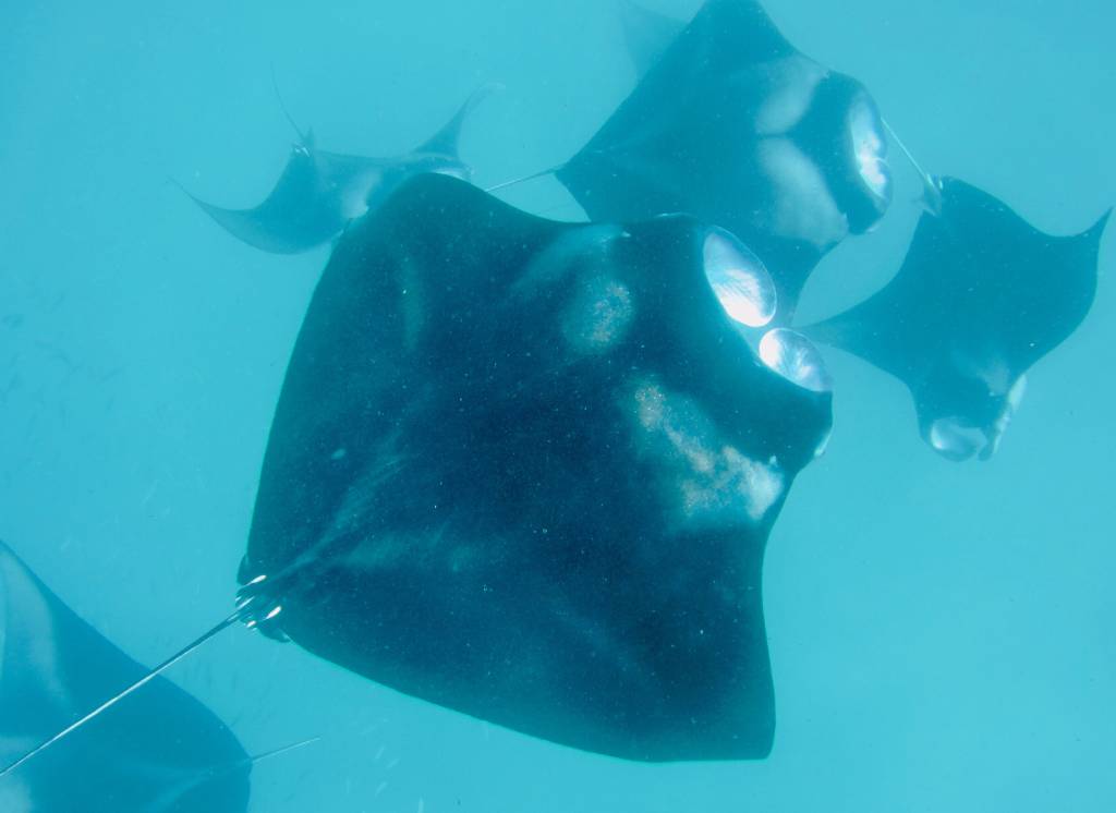 Hanifaru Bay Nadando entre centenas de arraias-mantas