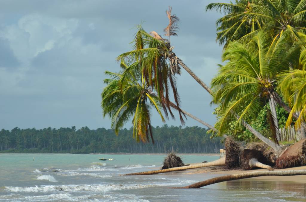 Praia de Bitingui, Japaratinga, Alagoas A foto mostra uma praia que quase não possui faixa de areia. Os coqueiros são abundantes e se inclinam sobre o mar. Percebe-se que a praia tem um formato circular pois é possível ver mais coqueiros ao fundo, bem como o céu nublado e acinzentado.