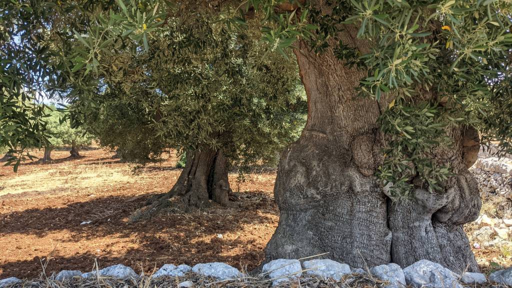 Oliveiras, Puglia, Itália