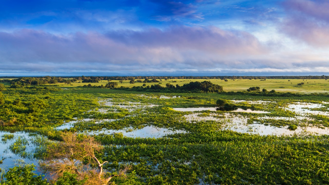 Pantanal