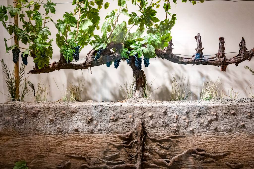 85 Escultura mostra a estrutura de uma parreira no museu Wine Experience