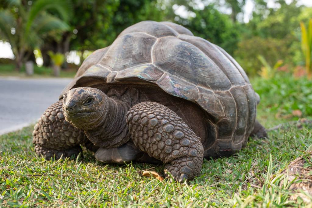 Tartaruga-gigante, Seychelles