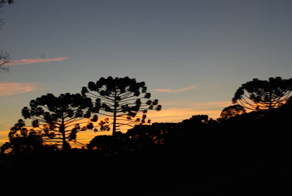 A foto mostra araucárias ao por do sol