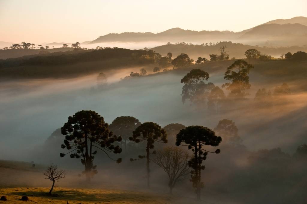 Araucárias, Parque Nacional da Serra da Bocaina, São Paulo e Rio de Janeiro, Brasil