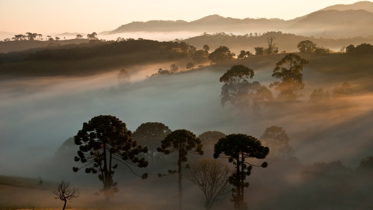 Araucárias, Parque Nacional da Serra da Bocaina, São Paulo e Rio de Janeiro, Brasil