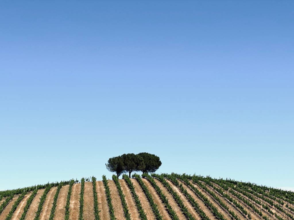 IMG_9515 Fileiras de vinhedos subindo uma colina, com uma árvore no topo e o céu azul