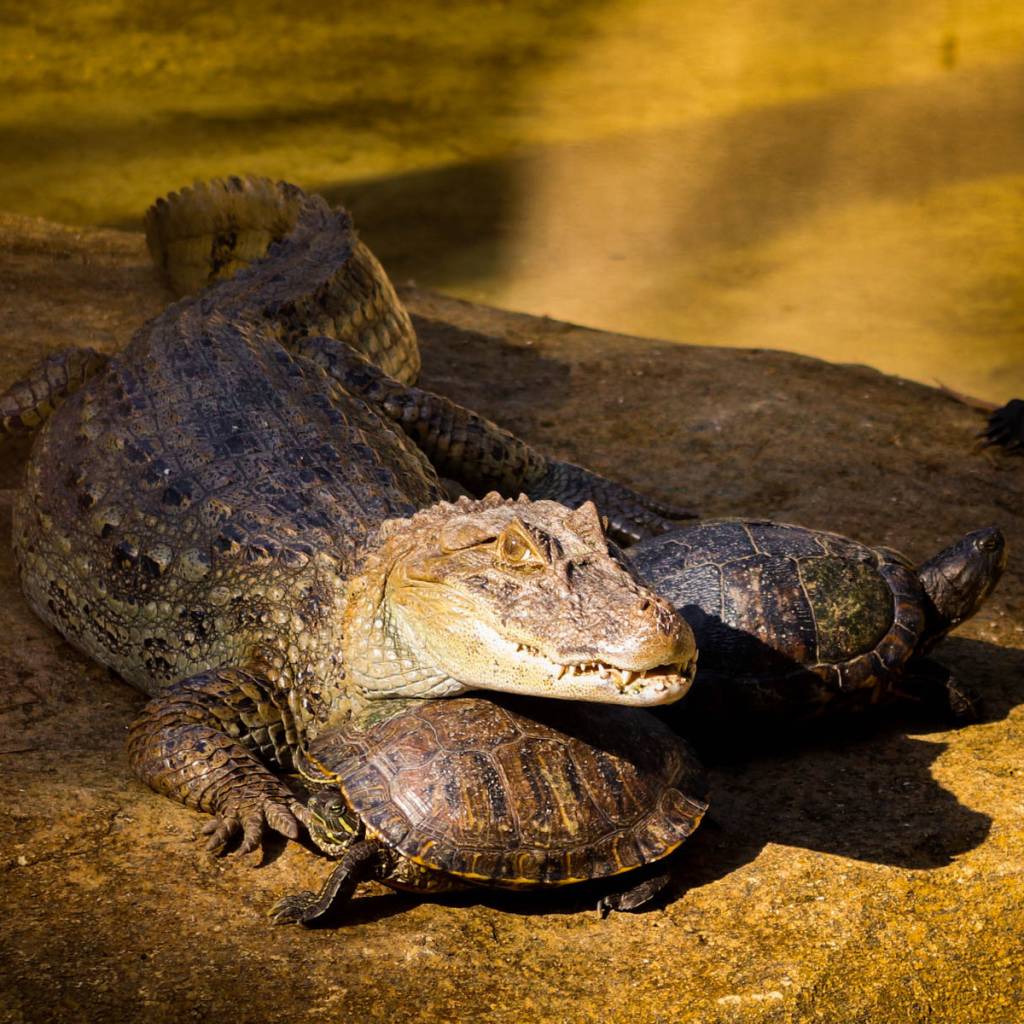 BioParque do Rio, Rio de Janeiro, Brasil