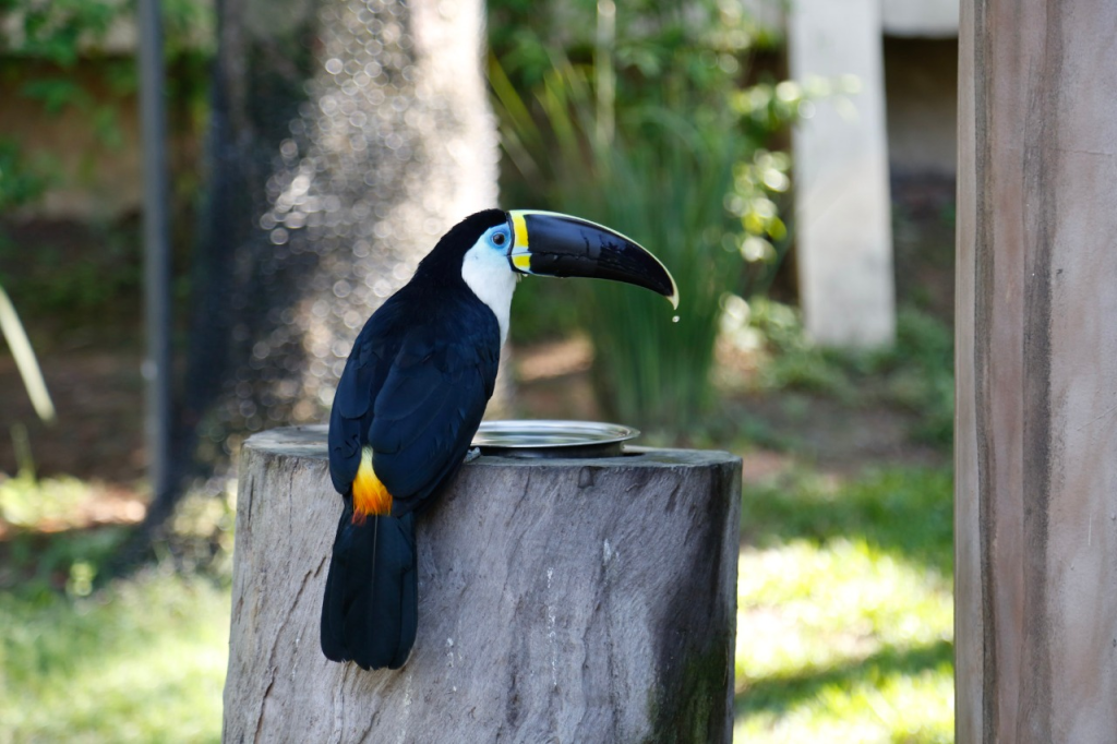 BioParque do Rio, Rio de Janeiro, Brasil