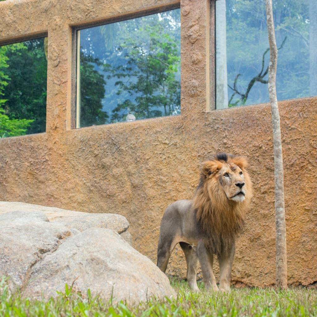 BioParque do Rio, Rio de Janeiro, Brasil