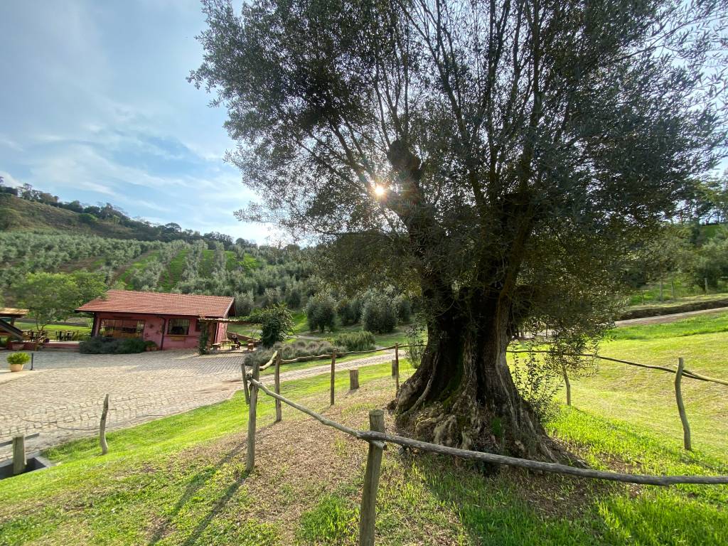 Azeite Sabiá, Santo Antônio do Pinhal, Serra da Mantiqueira