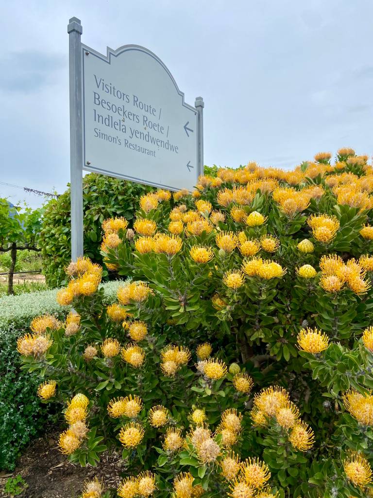 Groot Constantia, Cidade do Cabo, África do Sul