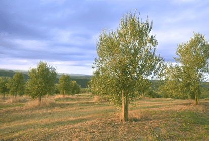 Fazenda Serra dos Tapes, Canguçu, Rio Grande do Sul