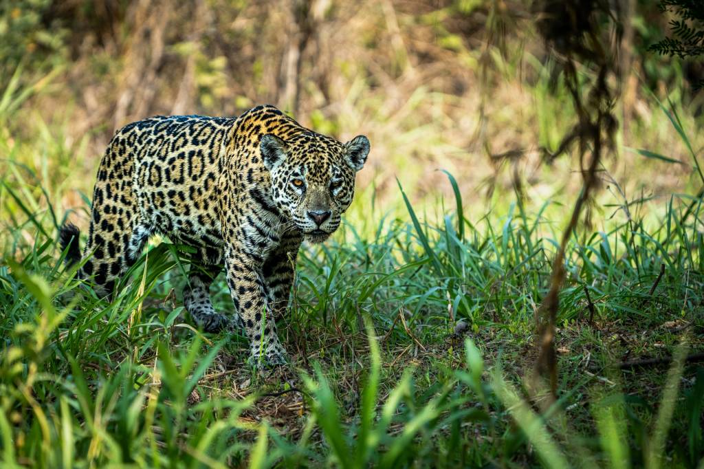 Poconé, Pantanal, Mato Grosso