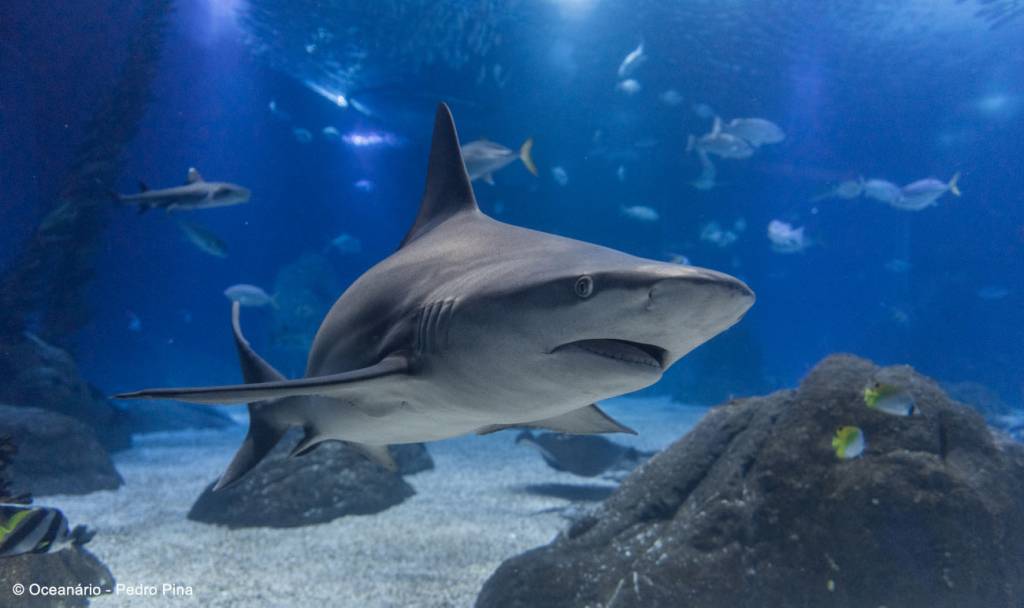 Oceanário, Lisboa, Portugal