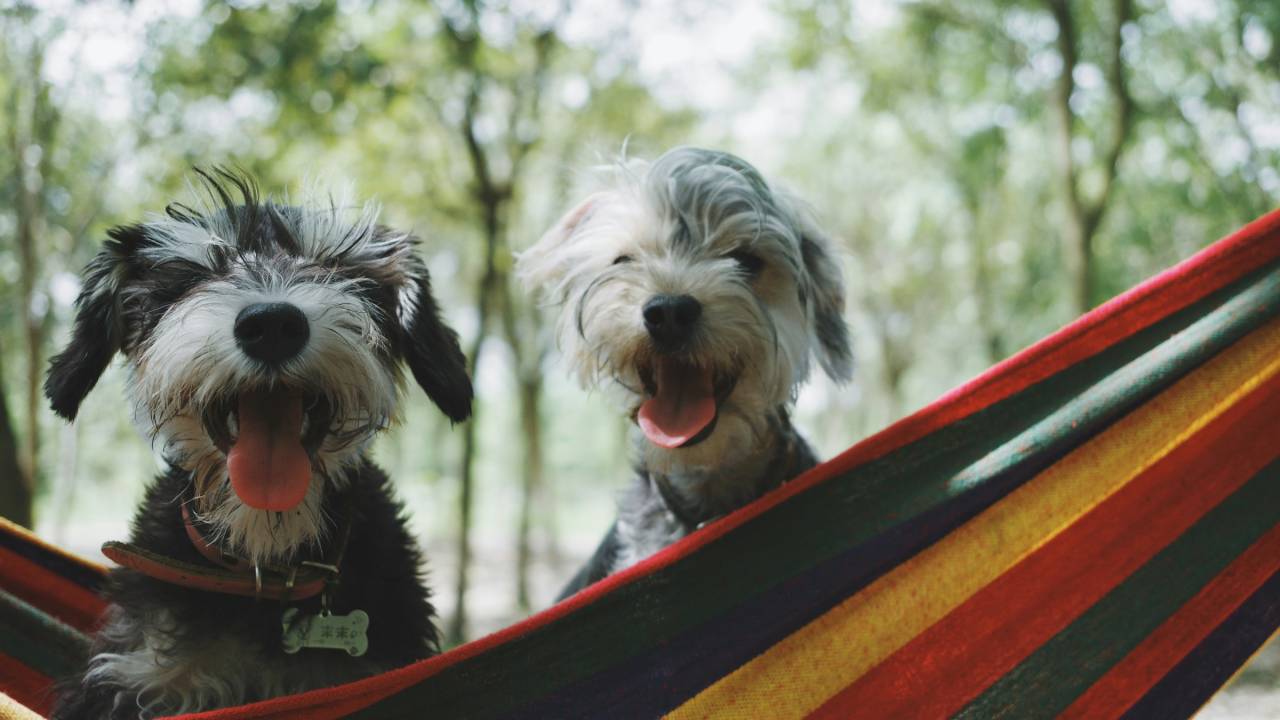 Cachorros rede
