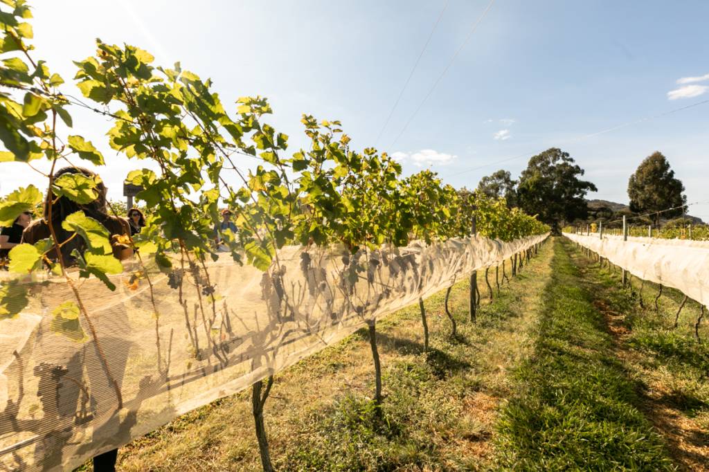 Vinícola Quinta do Campo Alegre, Diamantina, Minas Gerais Vinícola Quinta do Campo Alegre, Diamantina, Minas Gerais