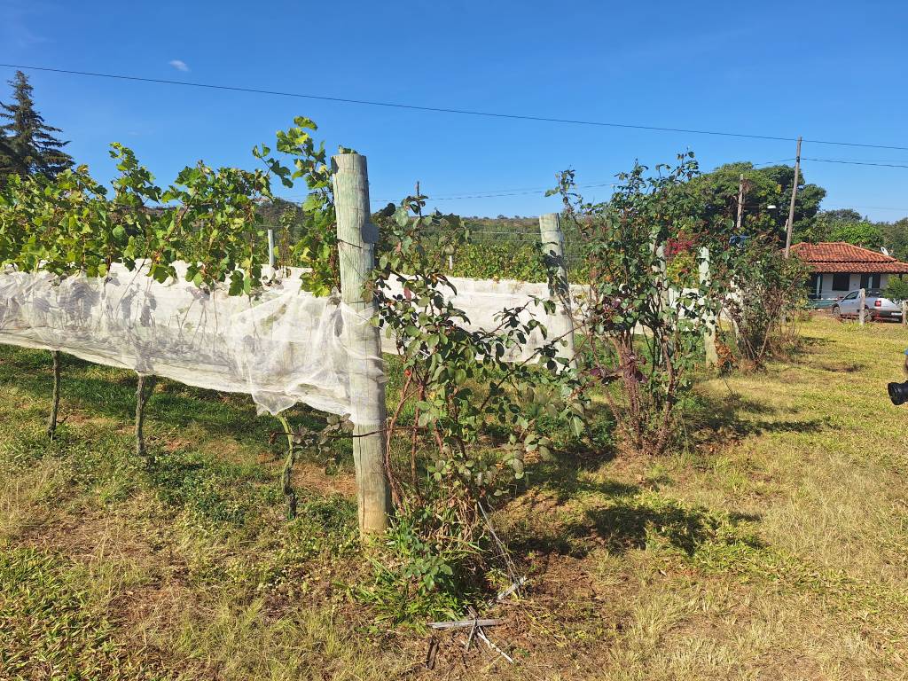 Vinícola Quinta do Campo Alegre, Diamantina, Minas Gerais Vinícola Quinta do Campo Alegre, Diamantina, Minas Gerais