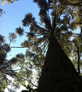 unnamed (2) Araucária de 500 anos é símbolo da trilha