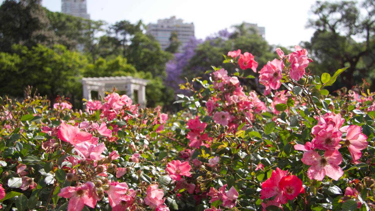 rosedal-palermo