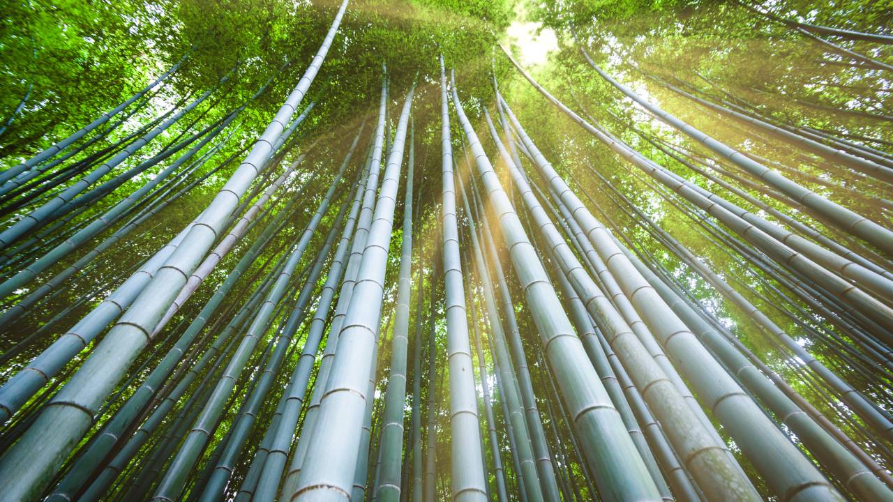 bosque-bambu-kyoto
