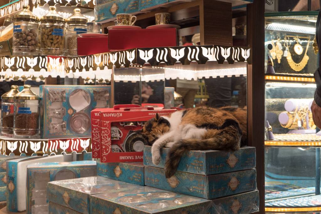 gato-istambul-loja