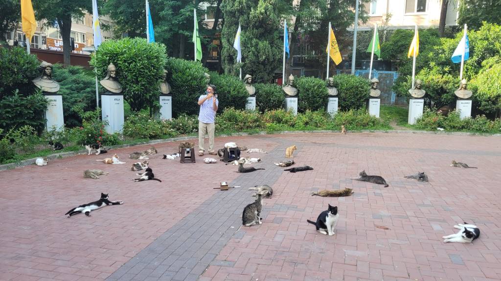 gatos-de-rua-istambul