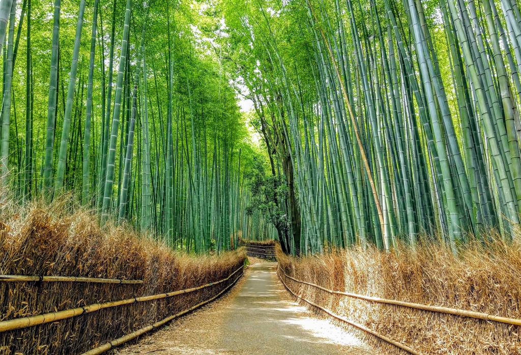 kyoto-floresta-bambu kyoto-floresta-bambu