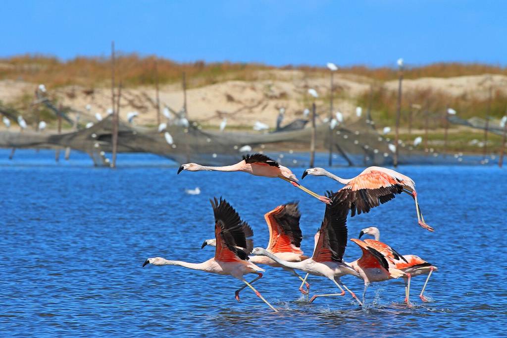 flamingo-chileno-lagoa-do-peixe
