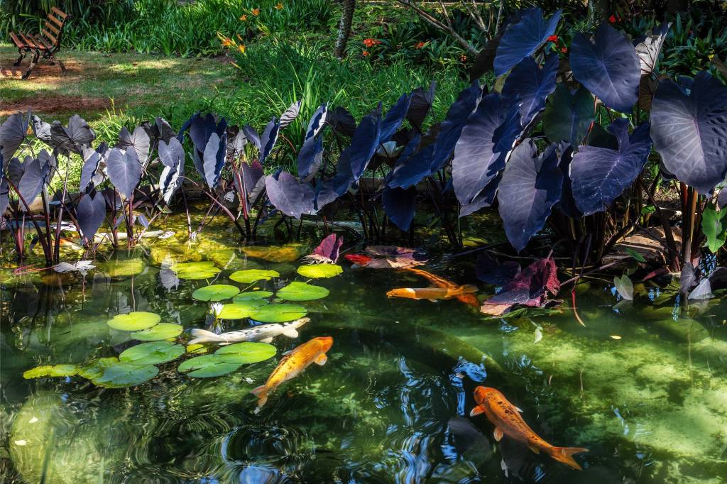 Lago com carpas na Casa Museu Ema Klabin