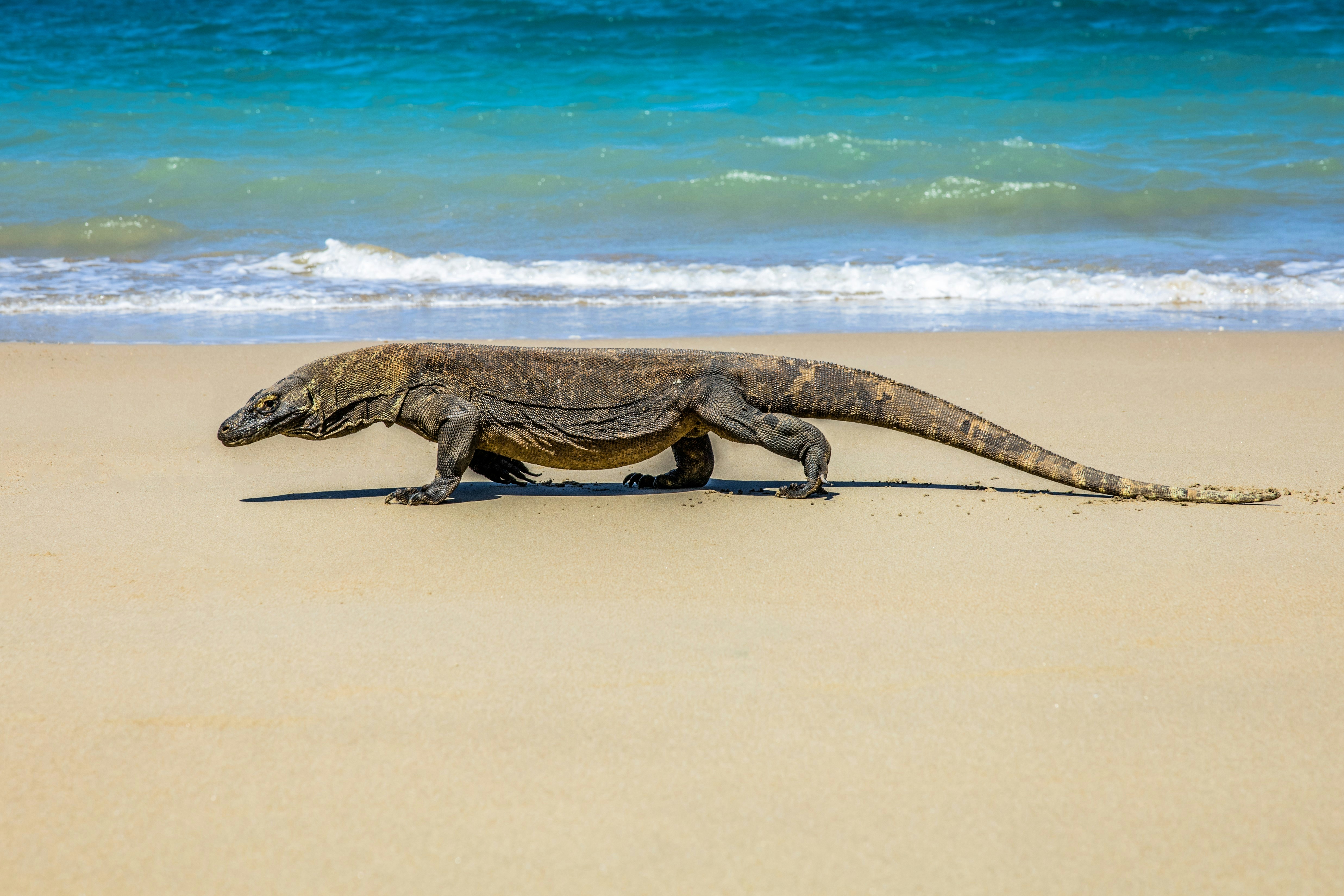 dragao-de-komodo